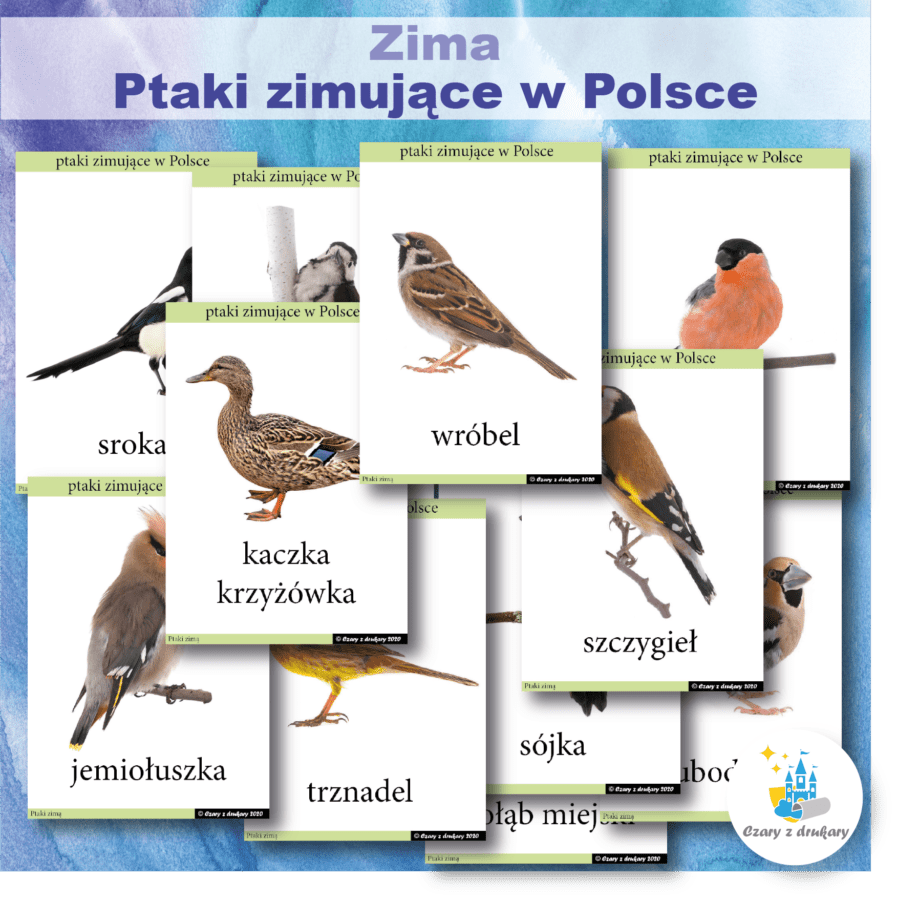 Zima Ptaki zimujące w Polsce